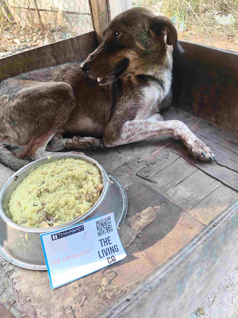 Stray Dog image 201