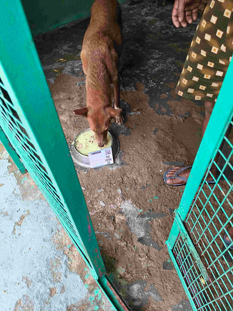 Stray Dog image 202