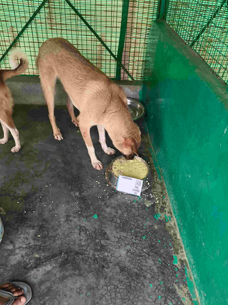 Stray Dog image 203