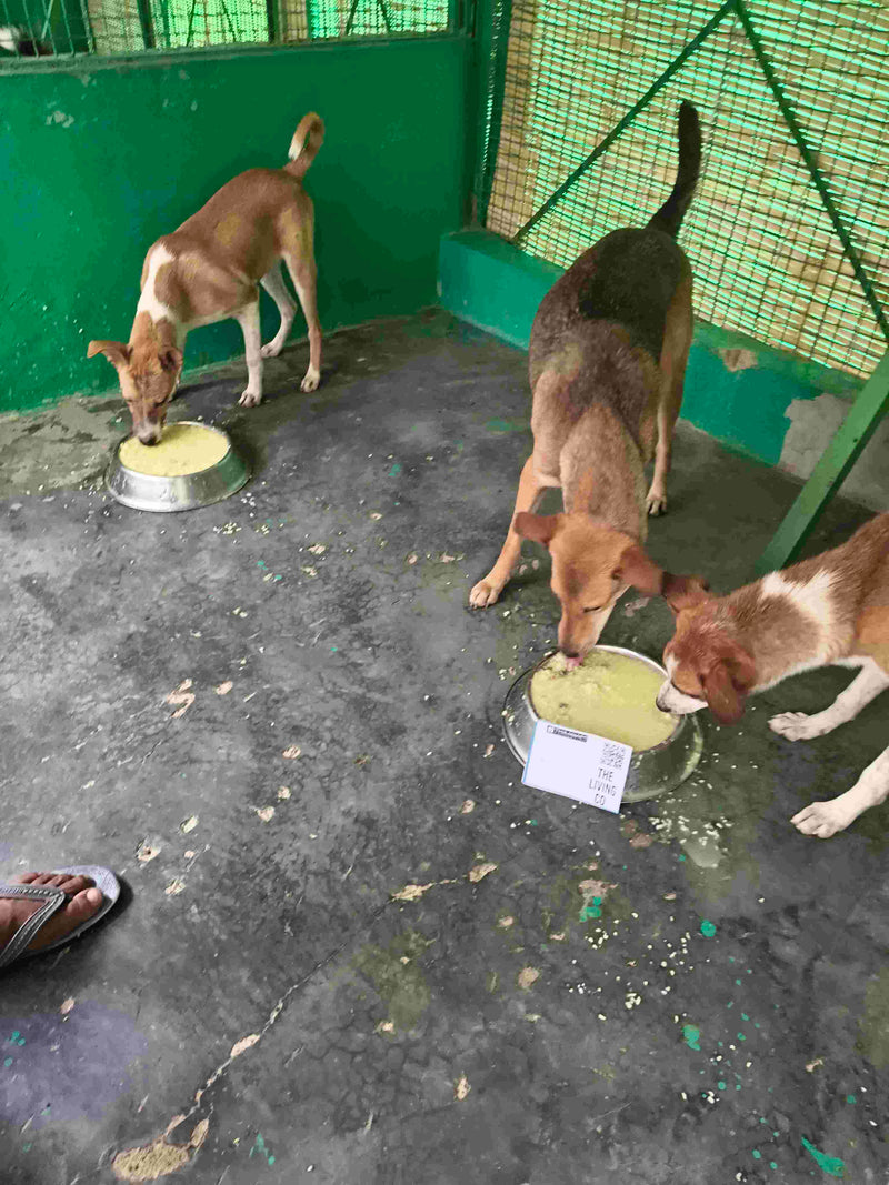 Stray Dog image 204