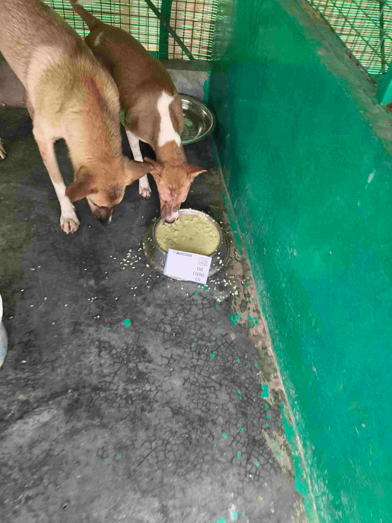 Stray Dog image 205