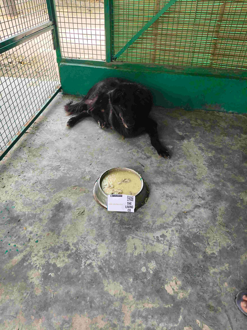 Stray Dog image 236