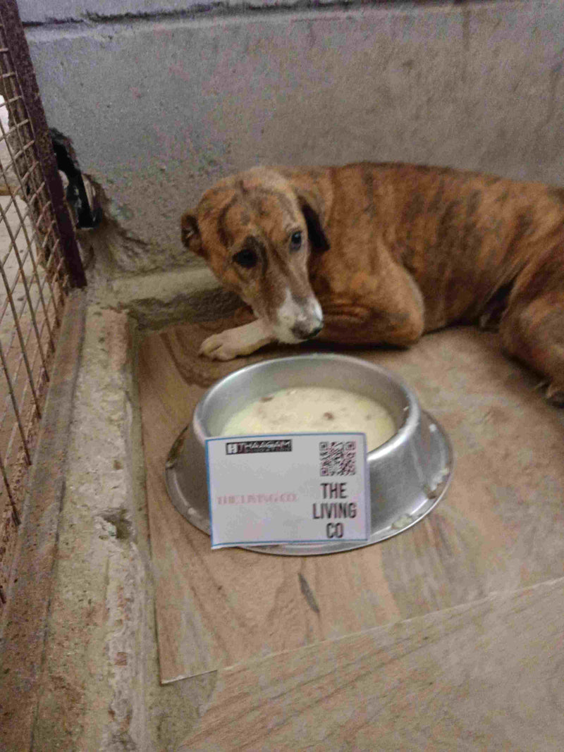 Stray Dog image 118