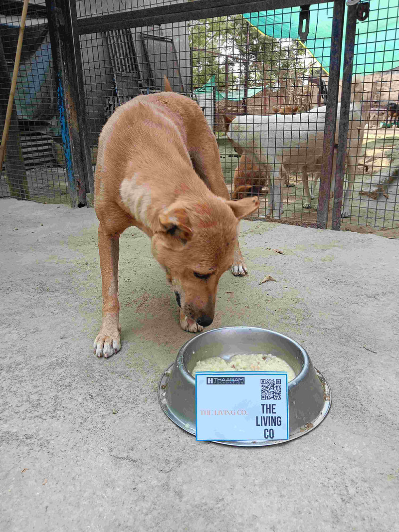 Stray Dog image 148
