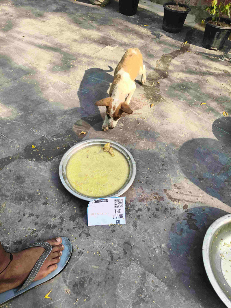 Stray Dog image 177