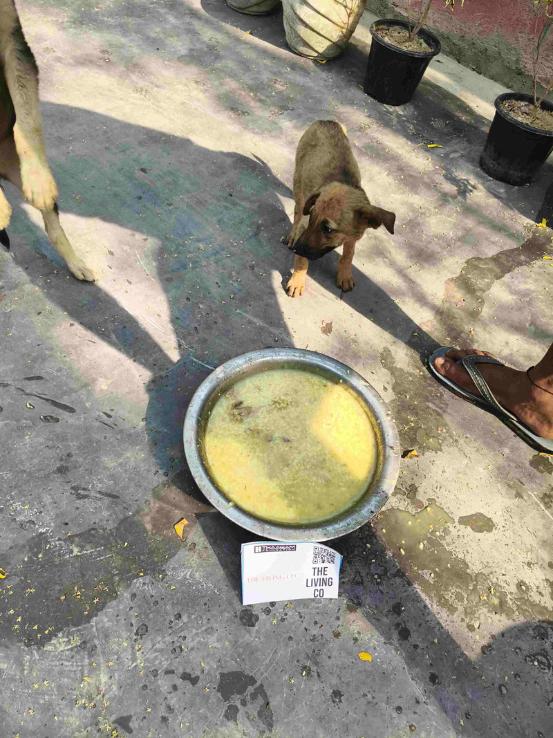 Stray Dog image 178