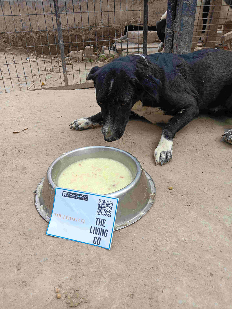 Stray Dog image 119