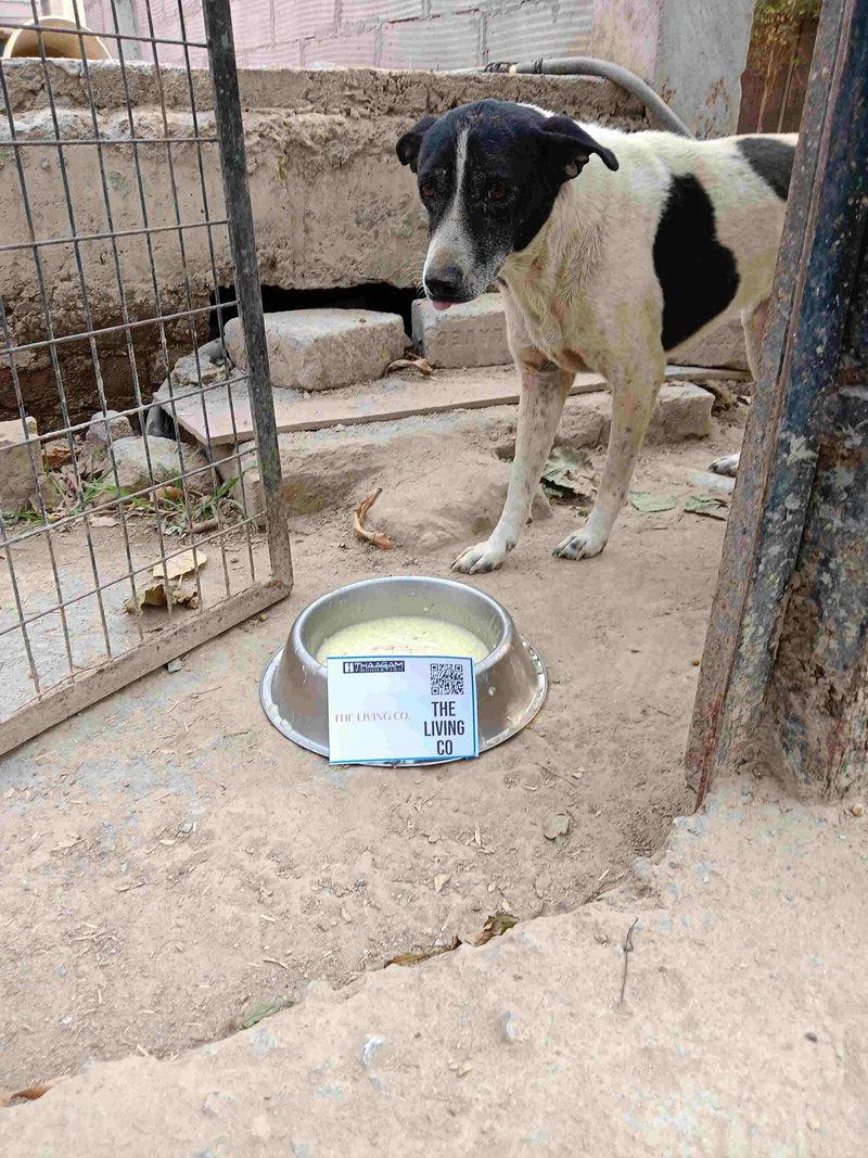 Stray Dog image 95