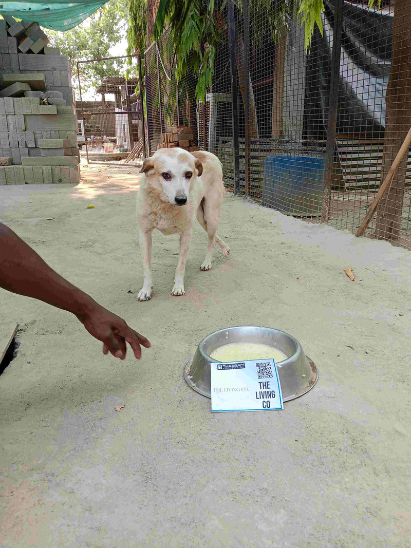 Stray Dog image 96