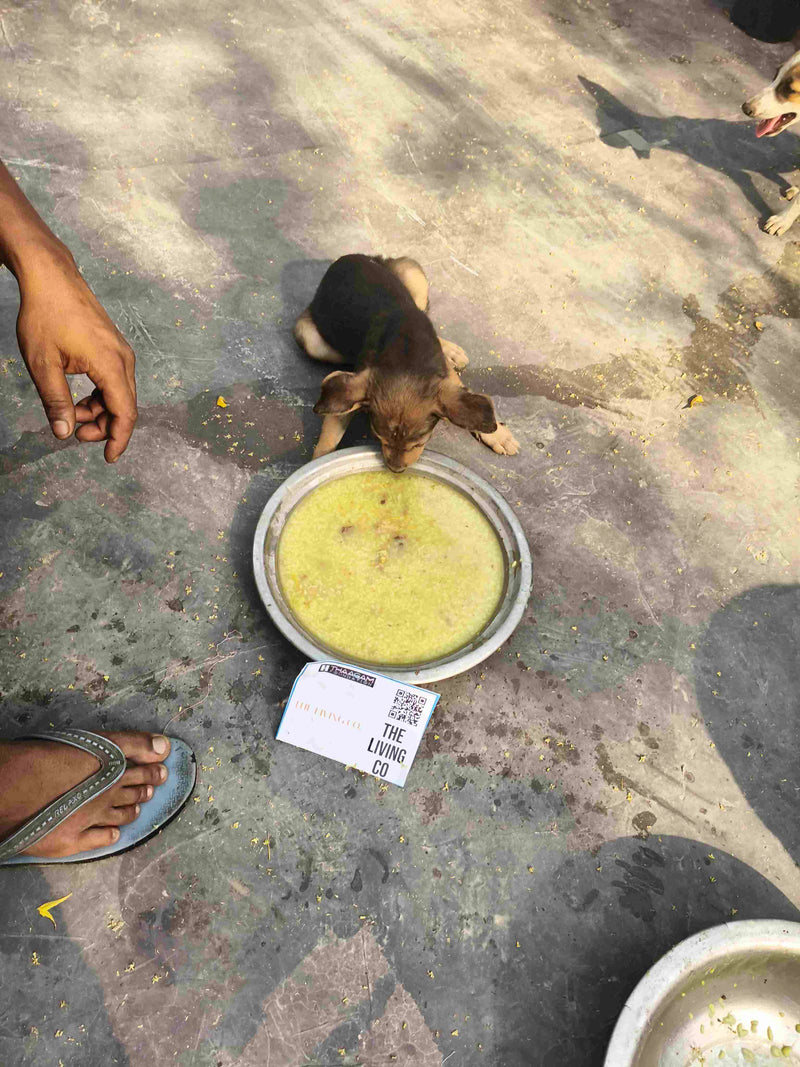 Stray Dog image 212