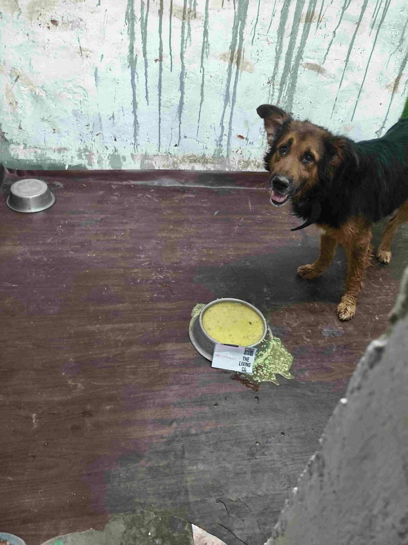 Stray Dog image 179