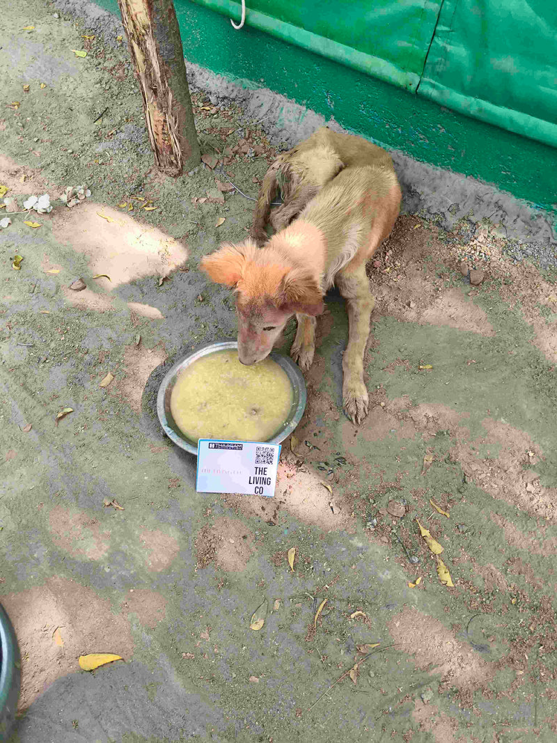Stray Dog image 151
