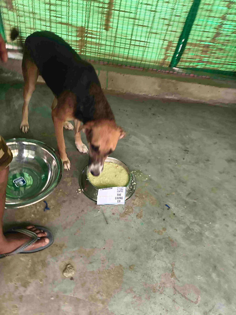 Stray Dog image 153