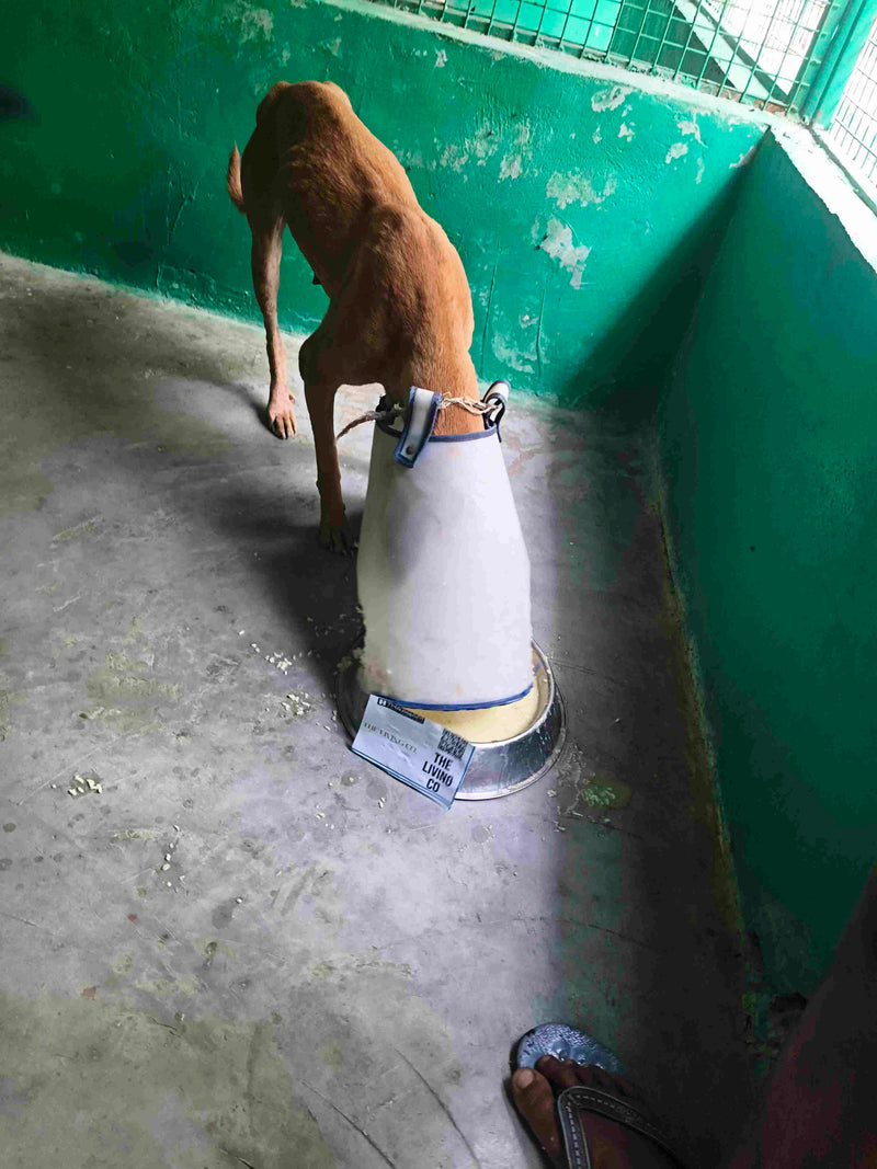 Stray Dog image 154