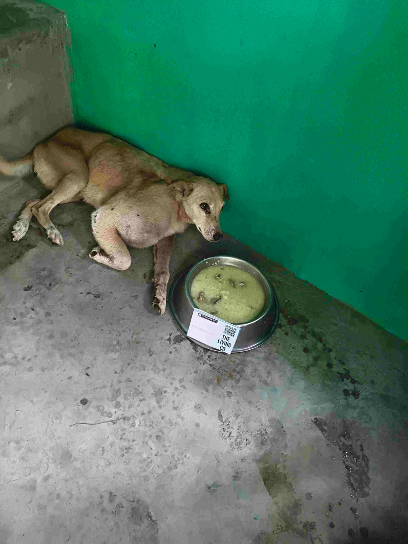 Stray Dog image 155