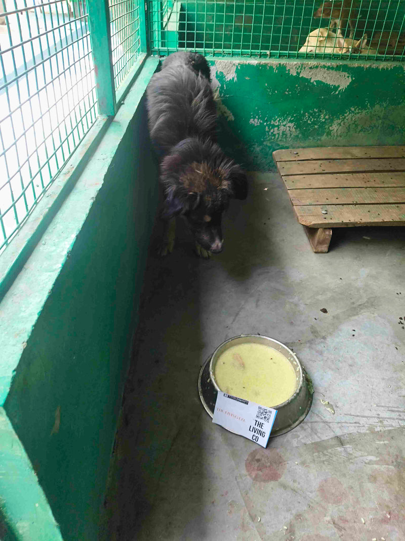 Stray Dog image 152