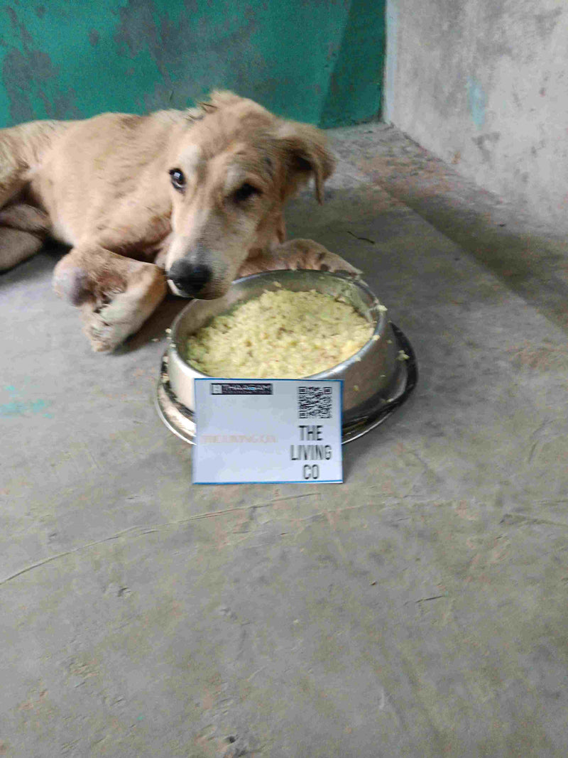 Stray Dog image 80