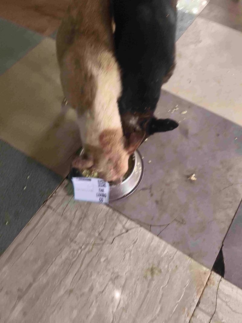 Stray Dog image 215