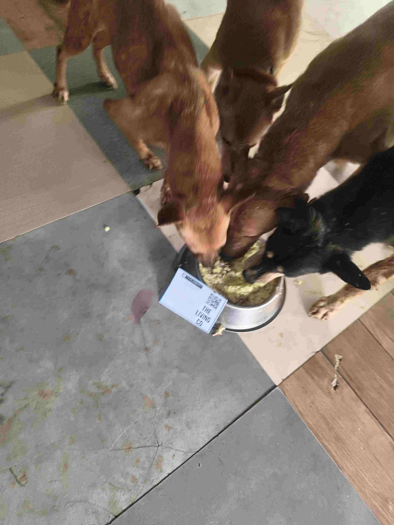 Stray Dog image 216