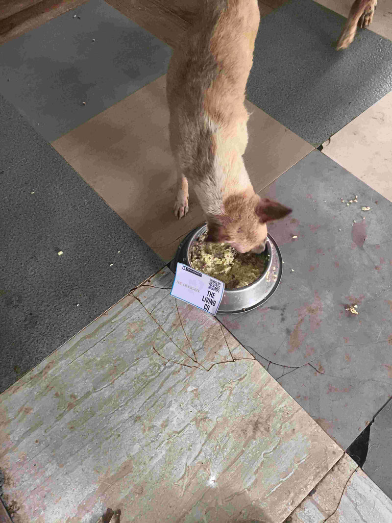 Stray Dog image 247