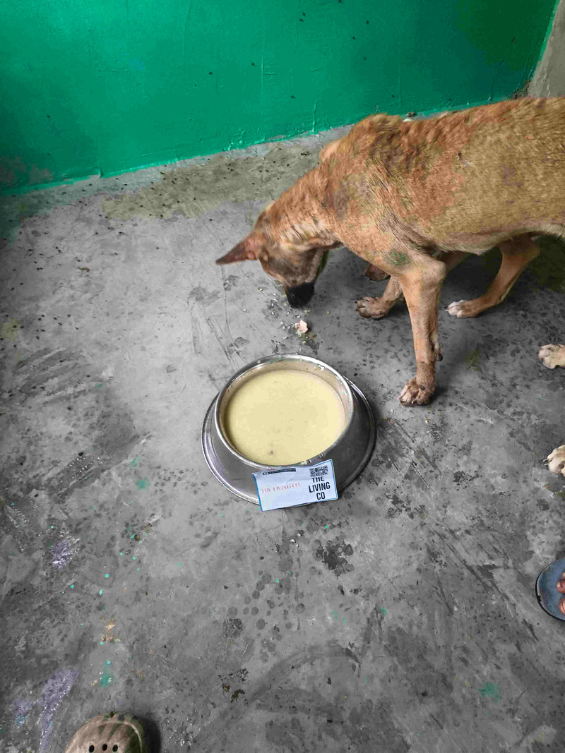Stray Dog image 158
