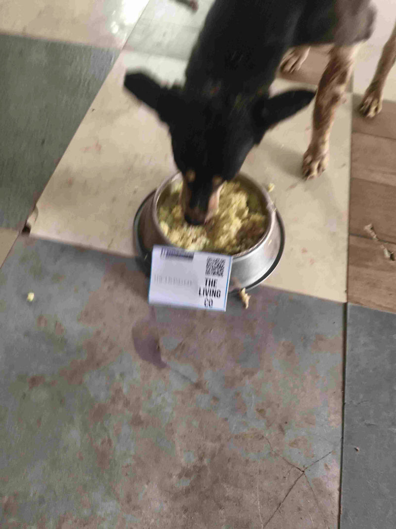 Stray Dog image 217