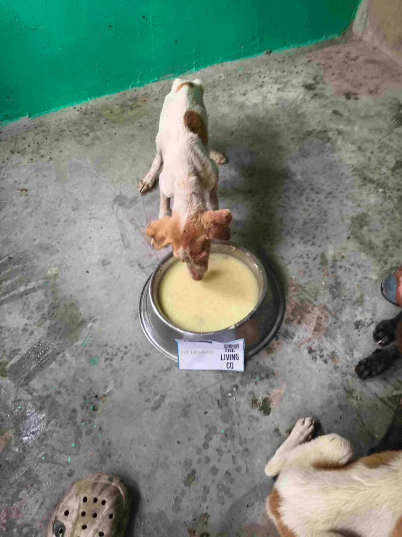 Stray Dog image 160