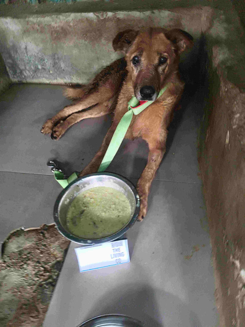 Stray Dog image 249