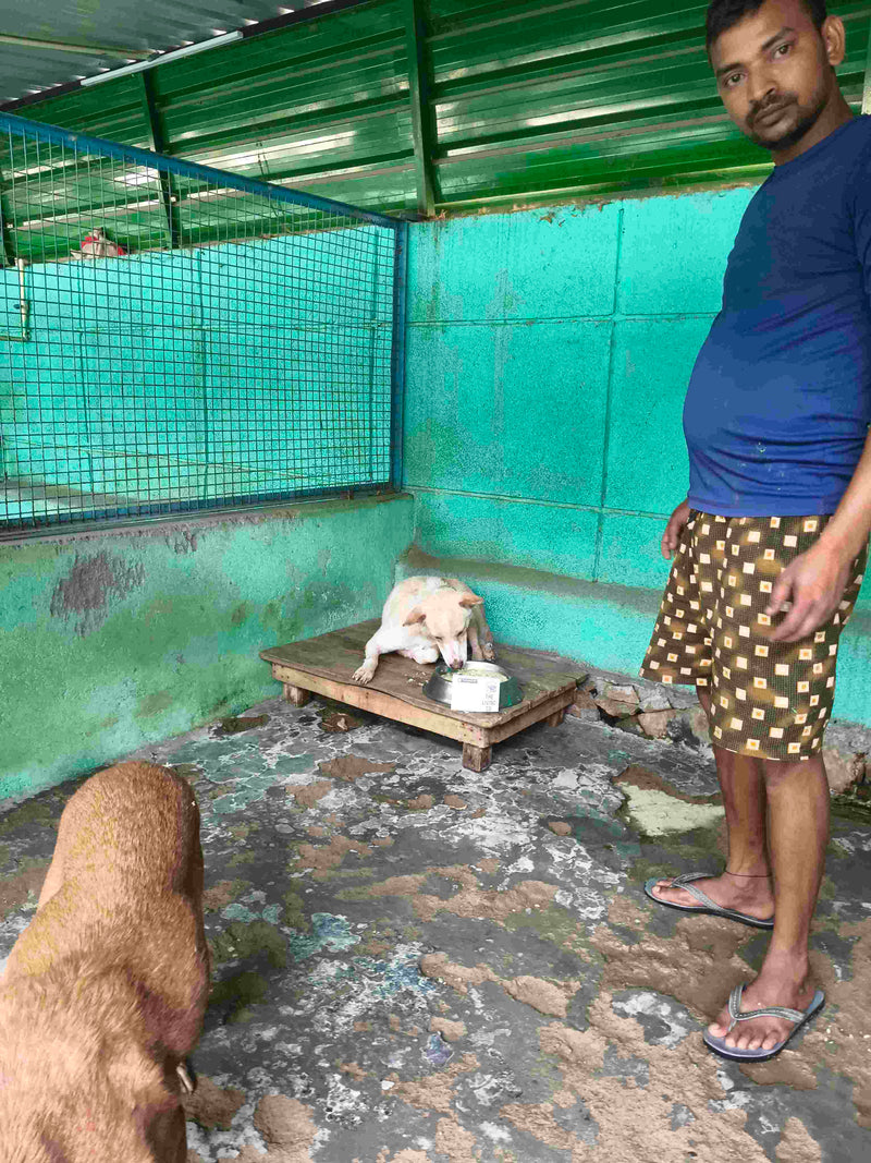 Stray Dog image 219