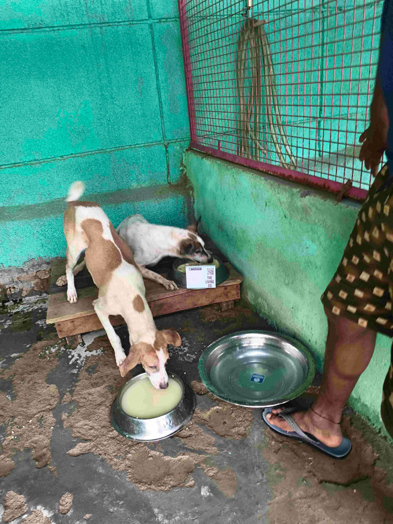 Stray Dog image 162